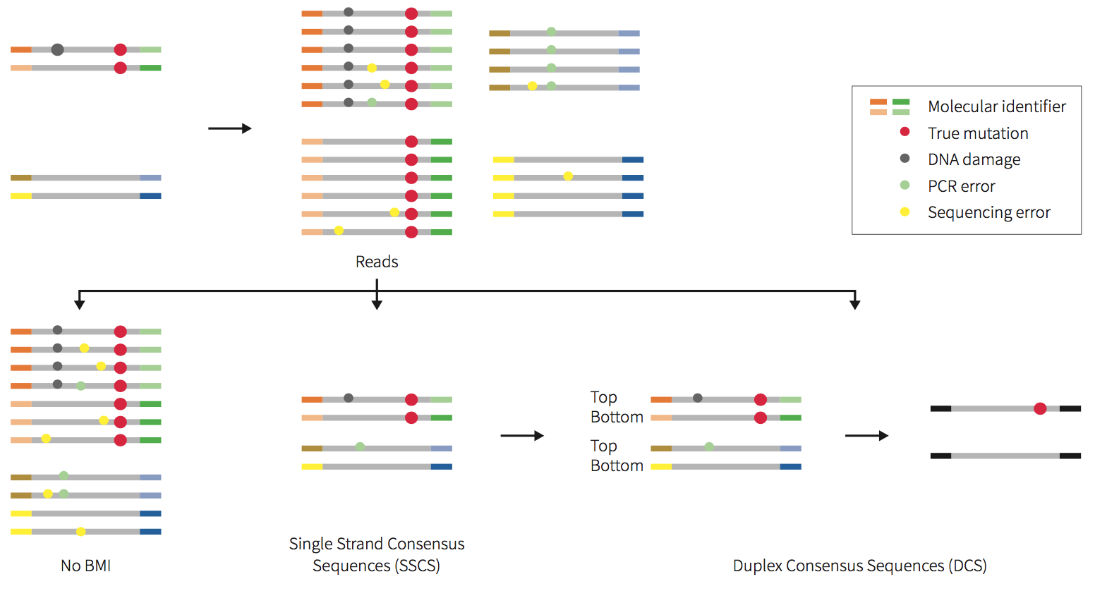 consensus sequencing-fig2