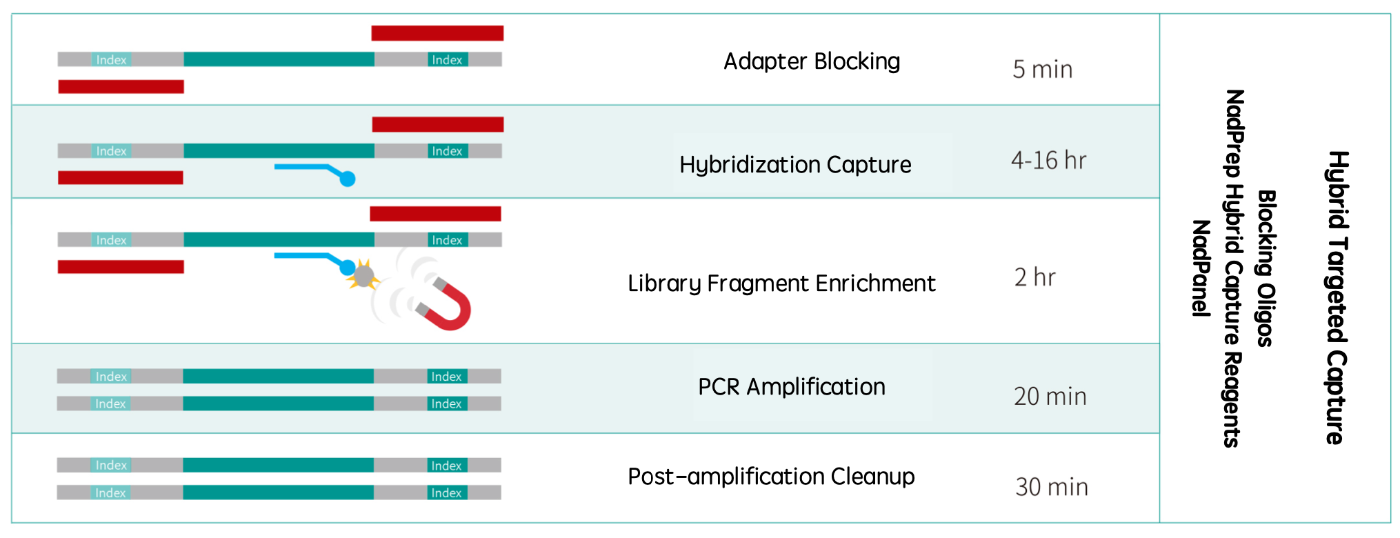 RNA-Cap solution 2