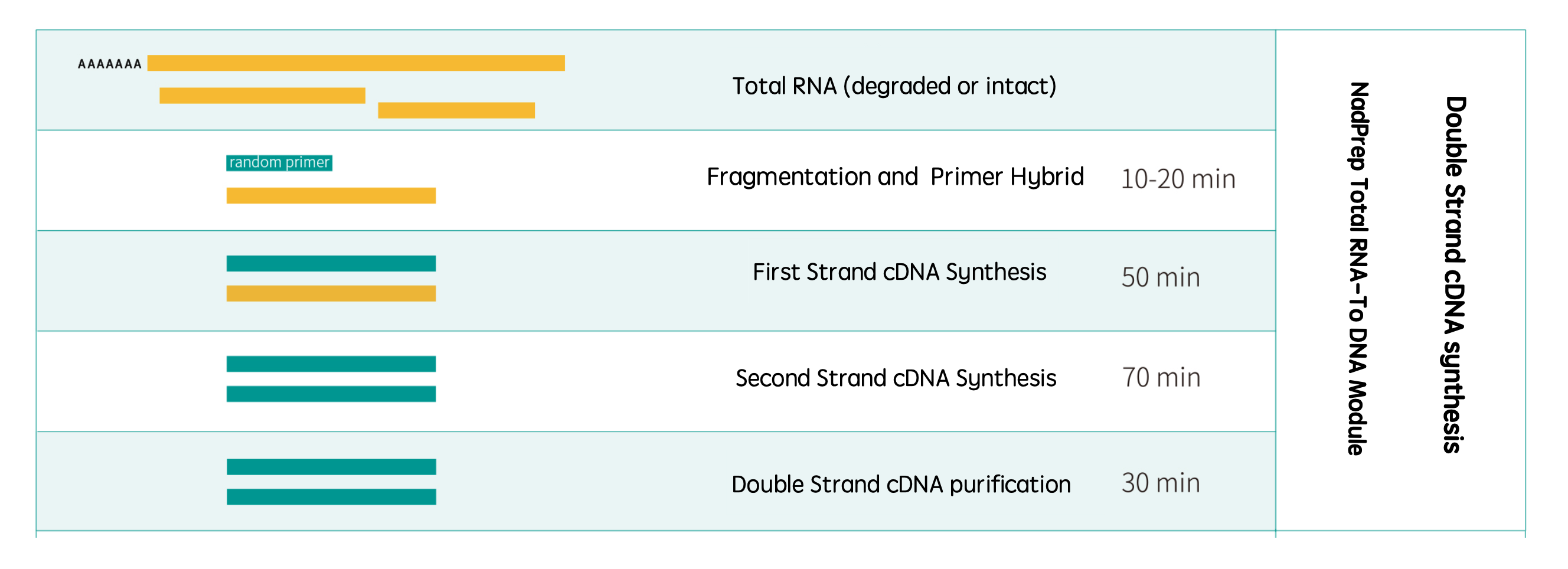 Workflow-RNA to DNA Module