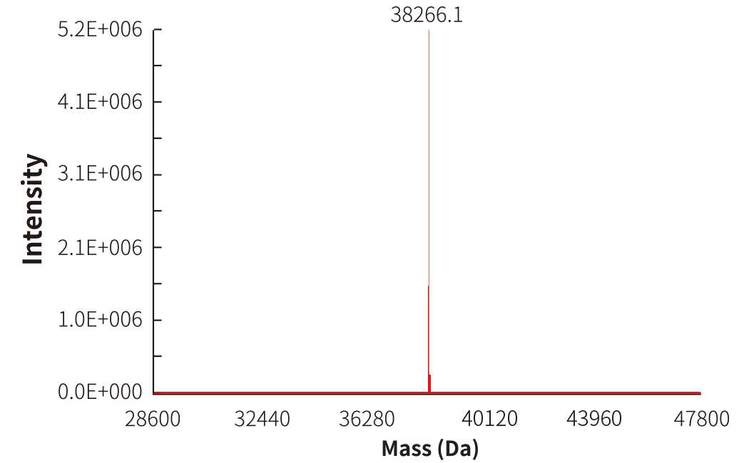 Figure 1. Mass spectrometry results of a single probe from NAD Probes. The theoretical molecular weight was 38260.80 Da, and the mass spectrometry results showed that the measured molecular weight was 38266.1 Da.
